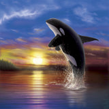 Orca Sunrise by Chris Dobrowolski