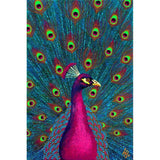 Pink Peacock by Wil Cormier-35x50cm-Round-DiamondArt.ca
